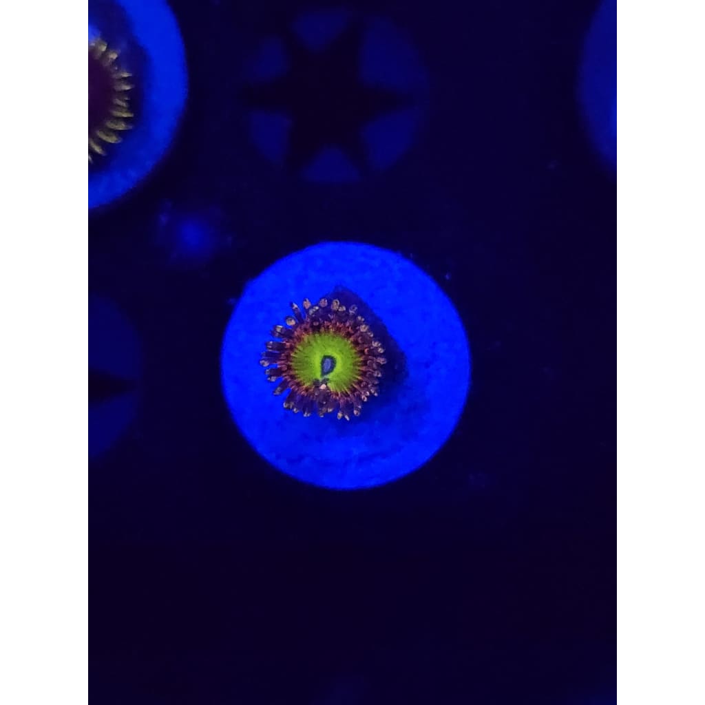GB Rainbow Trolls Zoanthid Frag WYSIWYG!