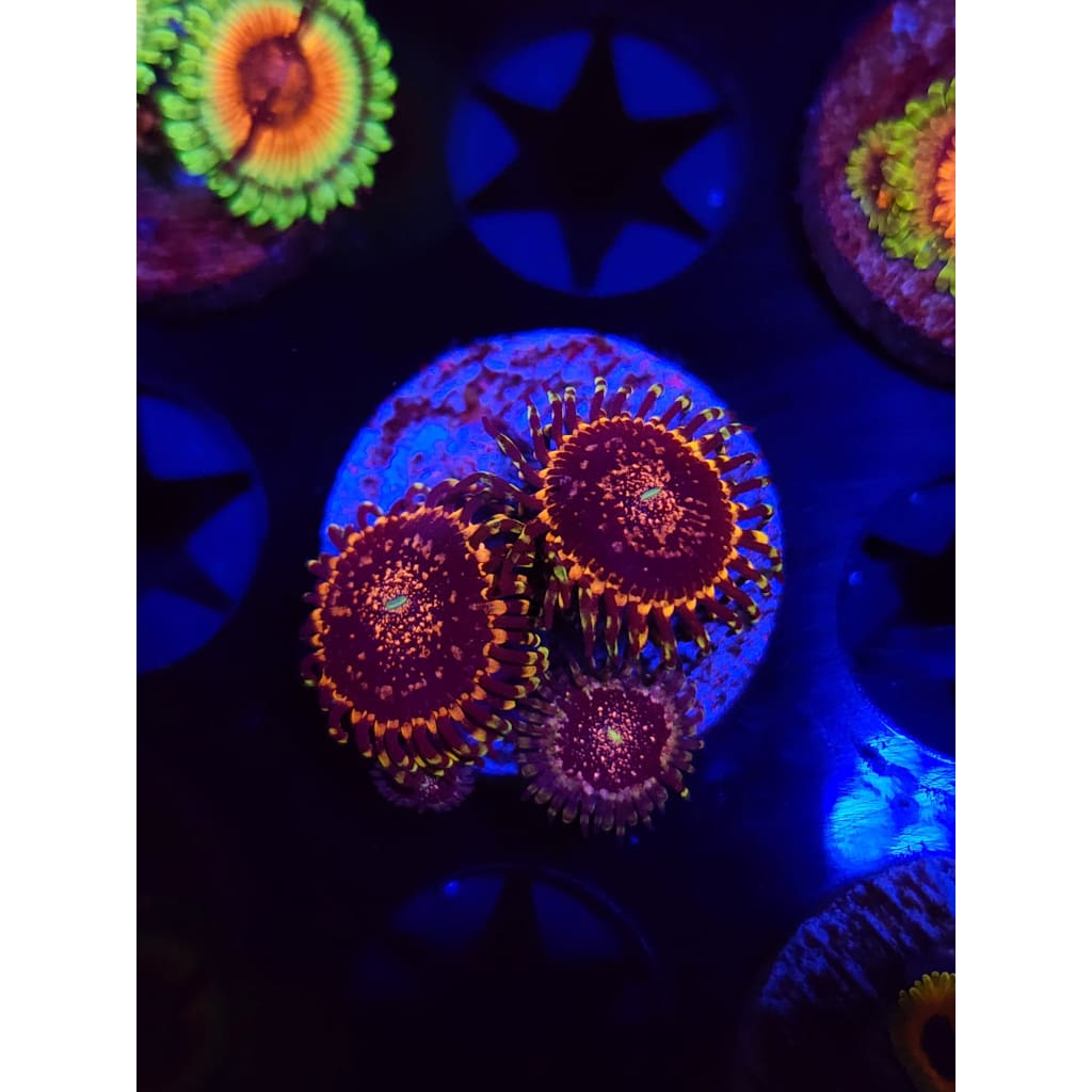 Gizmo Zoanthid Frag WYSIWYG!