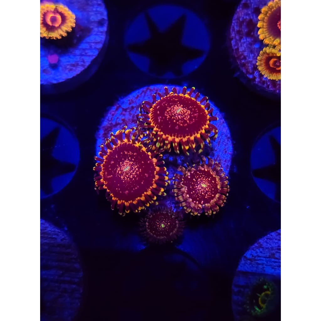 Gizmo Zoanthid Frag WYSIWYG!