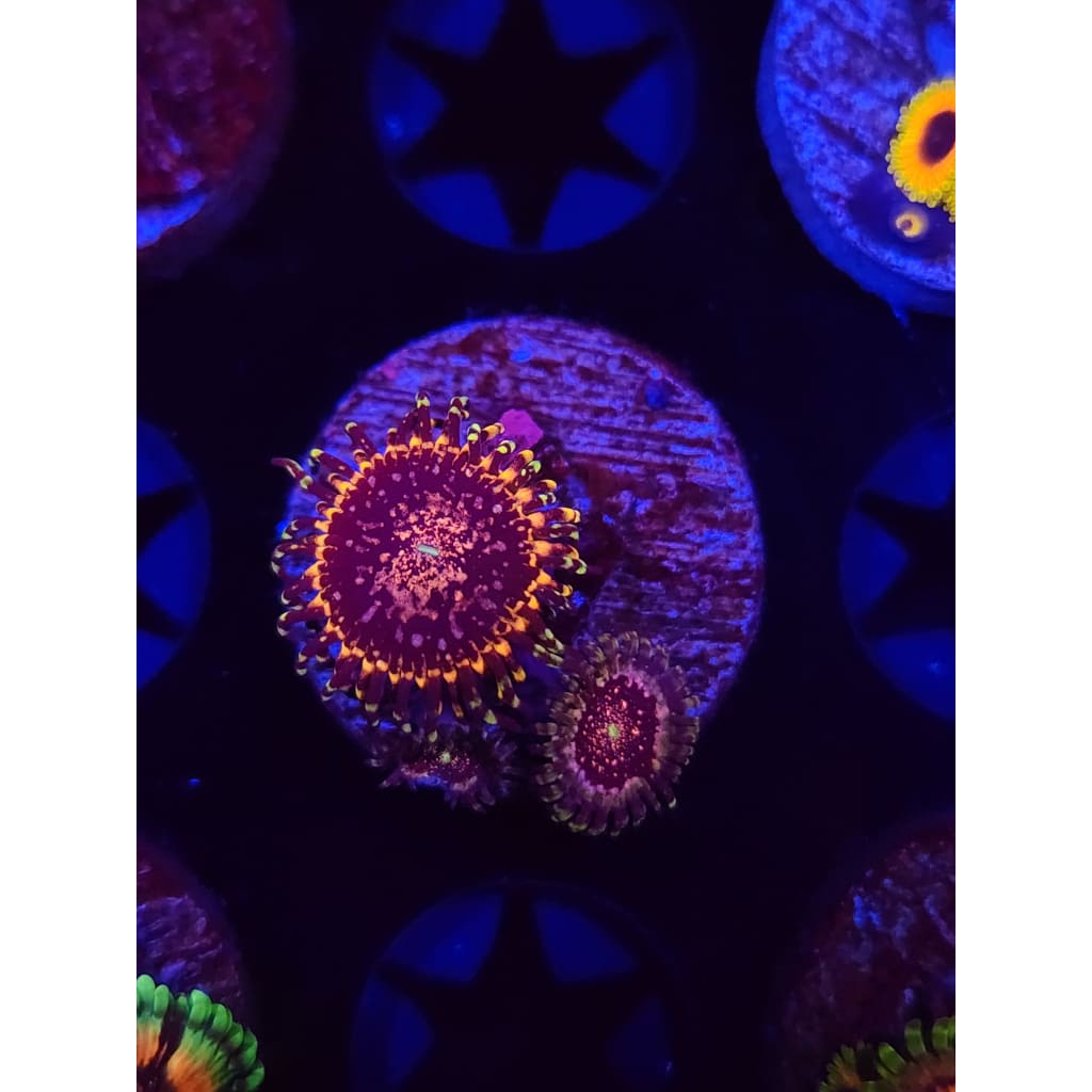 Gizmo Zoanthid Frag WYSIWYG!