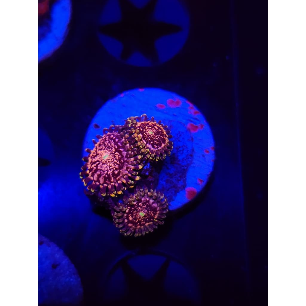 Gizmos Zoanthid Frag WYSIWYG!