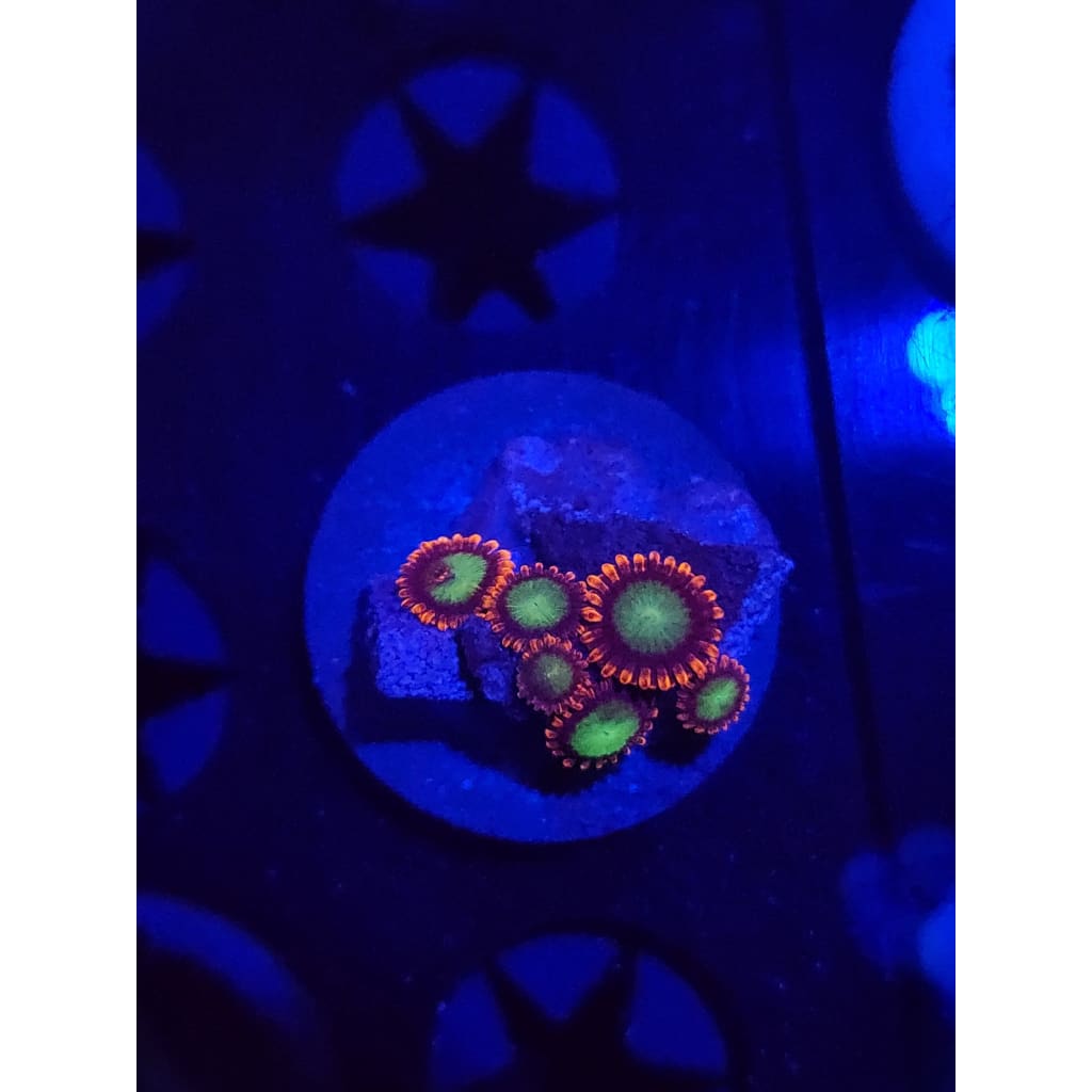 Goblins on Fire Zoanthid Frag WYSIWYG!