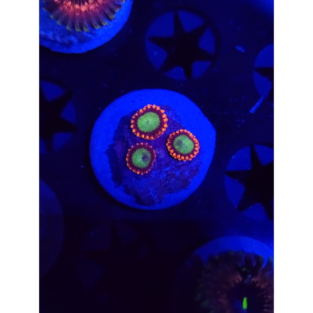 Goblins on Fire Zoanthid Frag WYSIWYG!