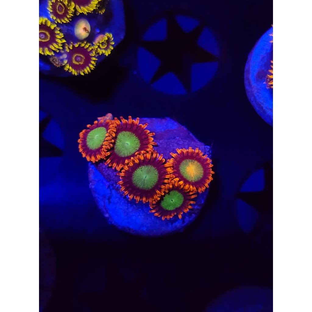Goblins on Fire Zoanthid Frag WYSIWYG!