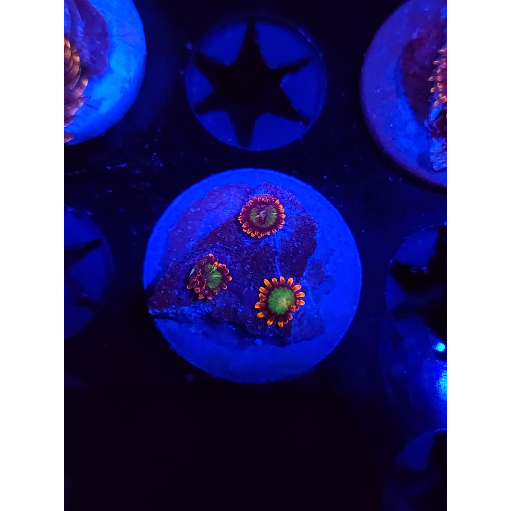 Goblins on Fire Zoanthid Frag WYSIWYG!