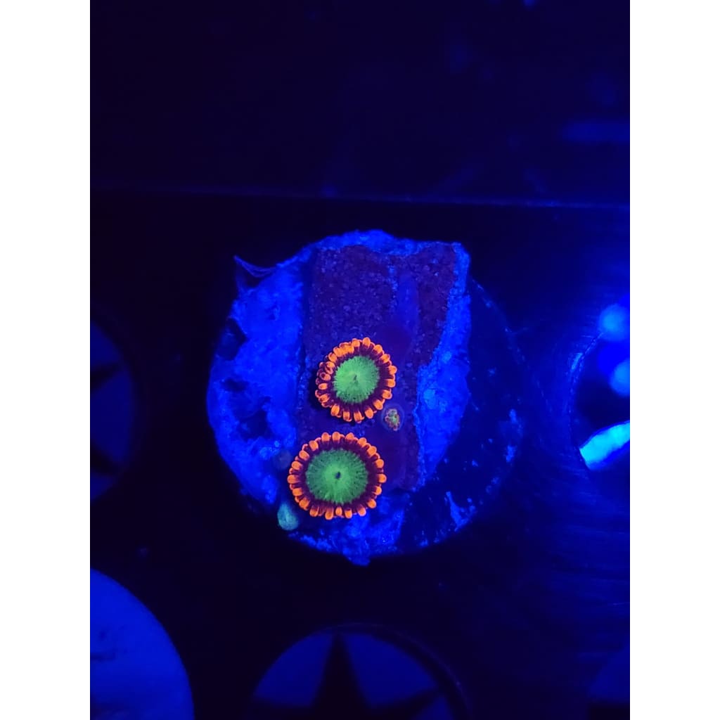 Goblins on Fire Zoanthid Frag WYSIWYG!
