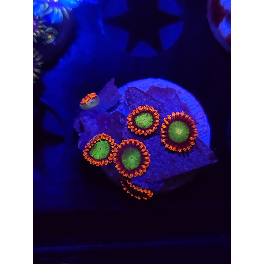 Goblins On Fire Zoanthid Frag WYSIWYG!