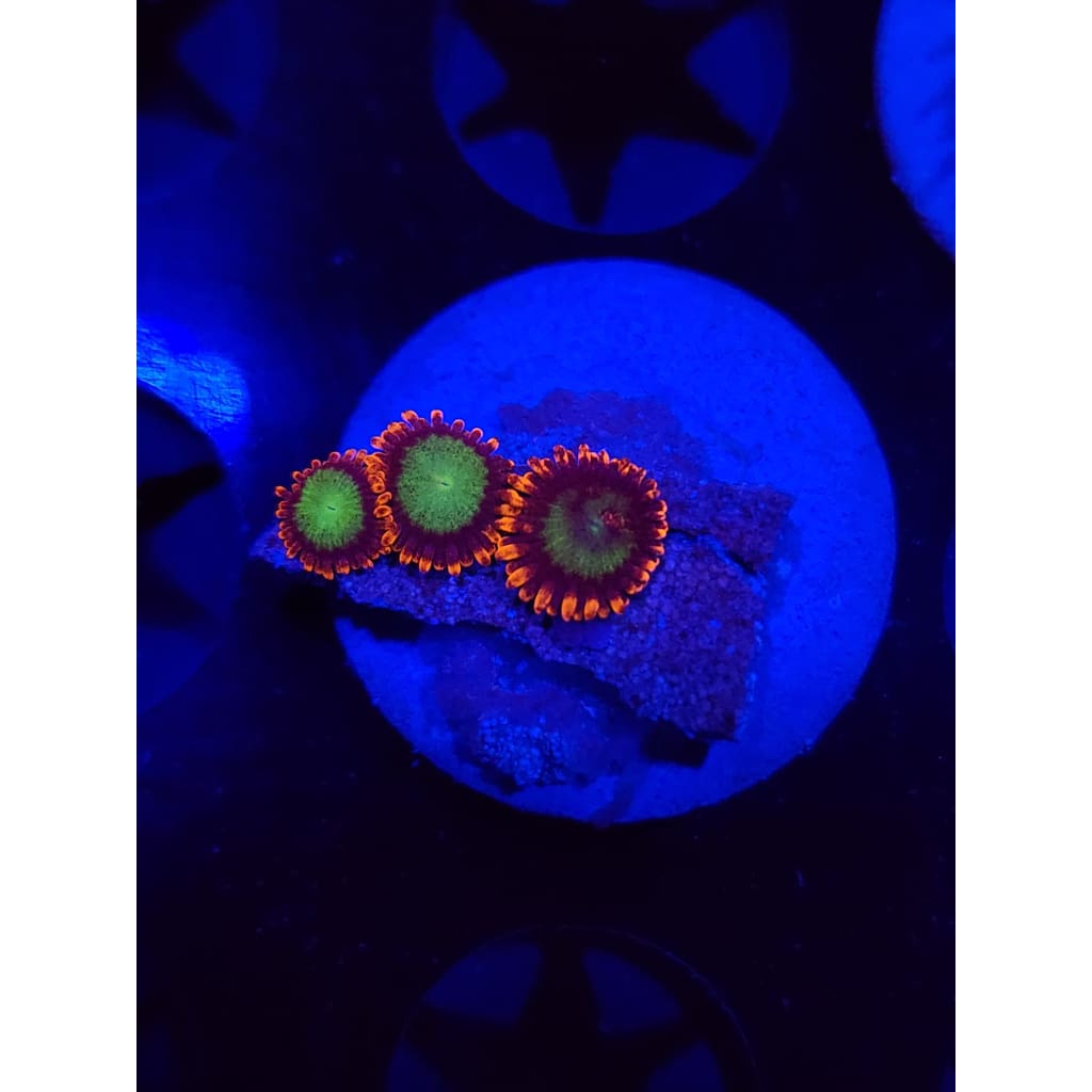Goblins on Fire Zoanthid Frag WYSIWYG!