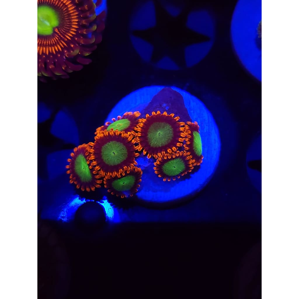 Goblins on Fire Zoanthid Frag WYSIYWG!