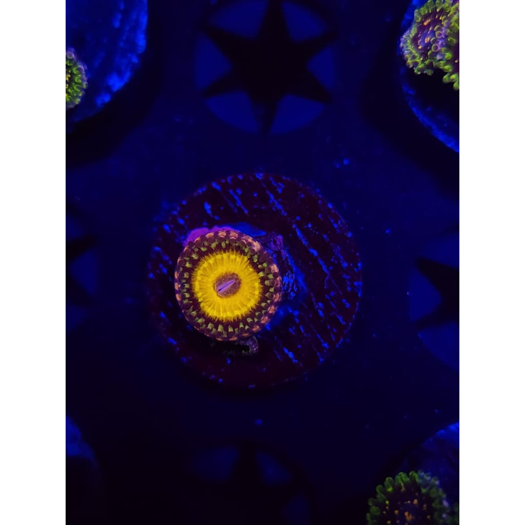 god Beast Zoanthid Frag WYSIWYG!