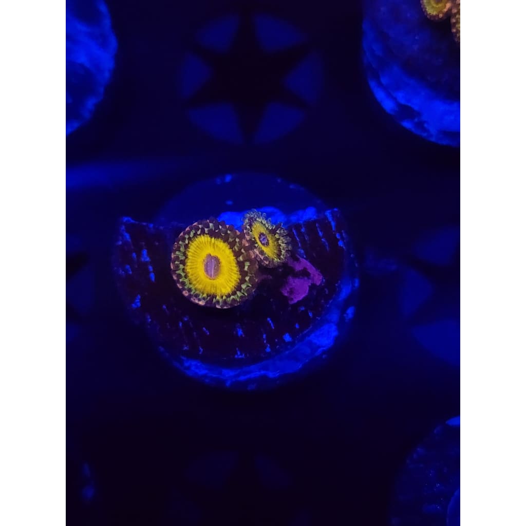 god beast Zoanthid Frag WYSIWYG!