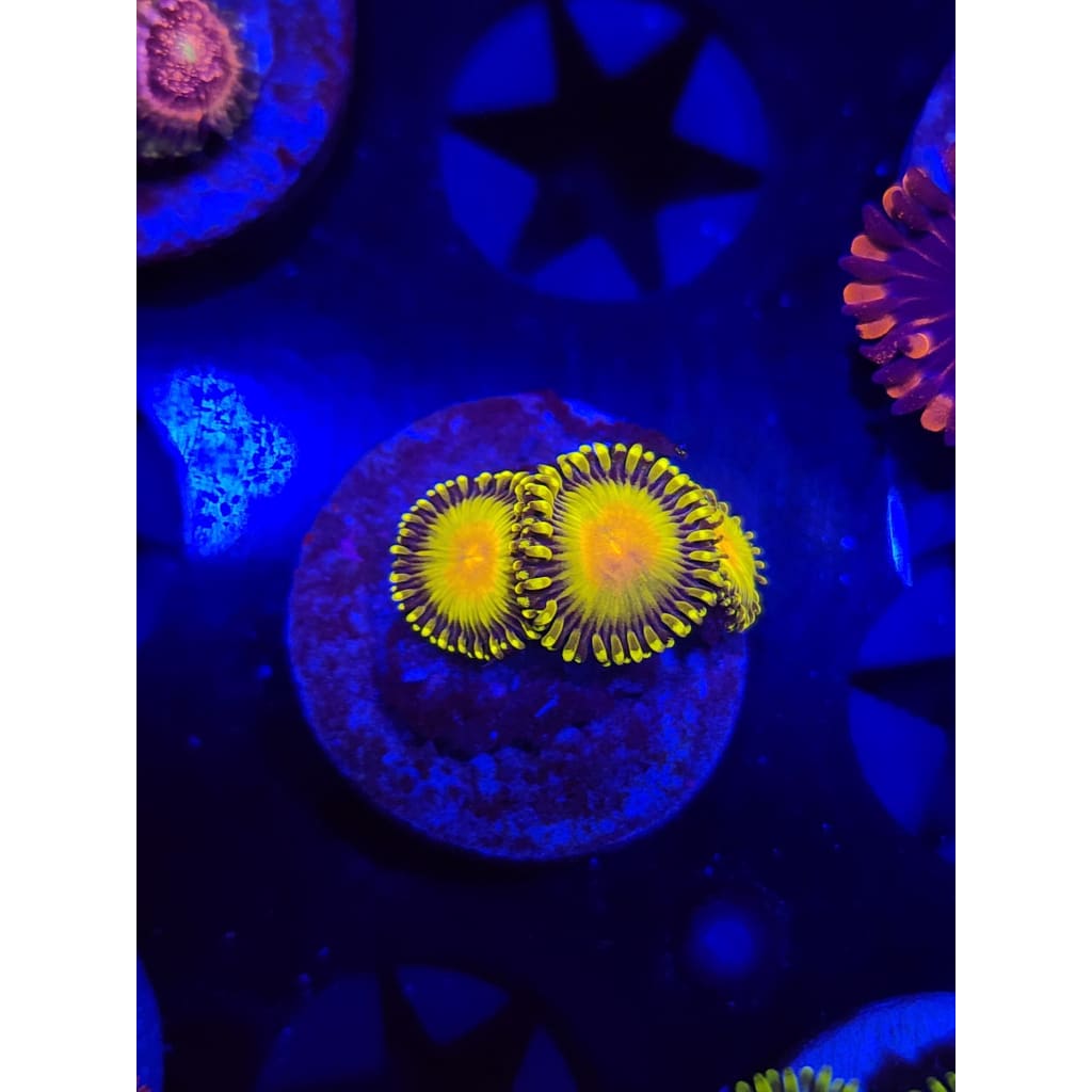Golden gods Zoanthid Frag WYSIWYG!