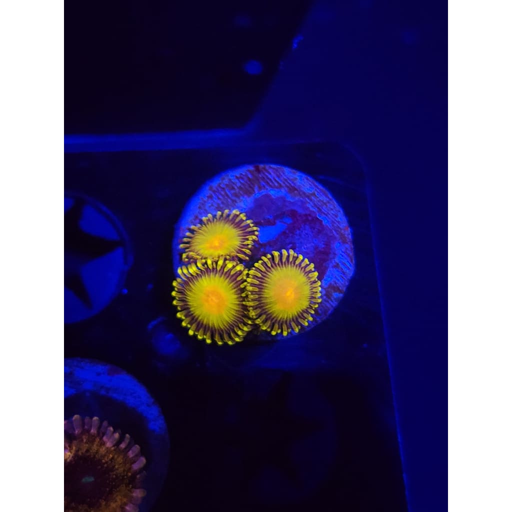 Golden gods Zoanthid Frag WYSIWYG!