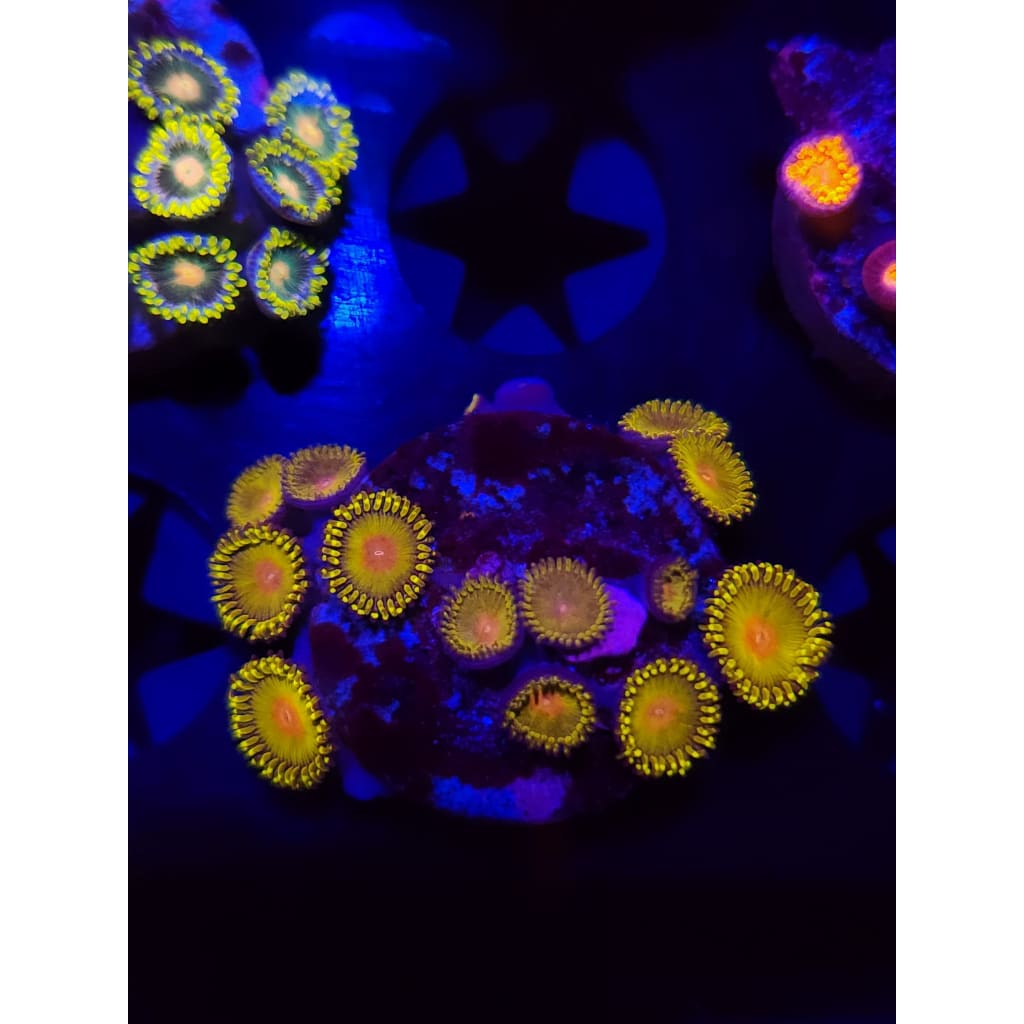 Golden gods Zoanthid Frag WYSIWYG!