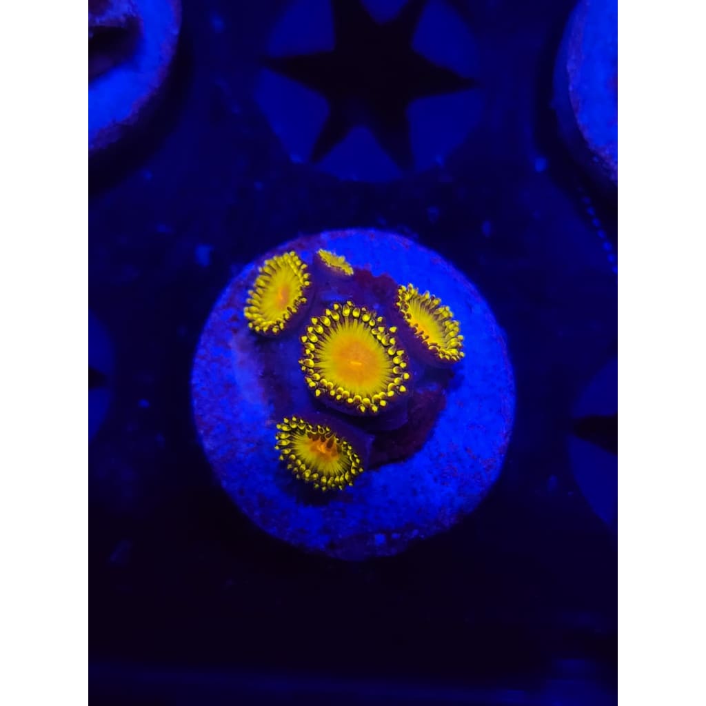 Golden gods Zoanthid Frag WYSIWYG!
