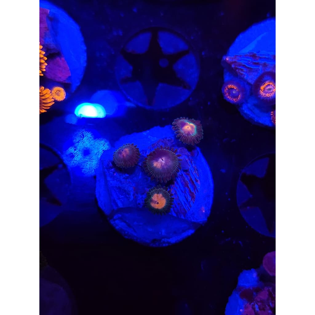 Gorilla Nipples Zoanthid Frag WYSIWYG!