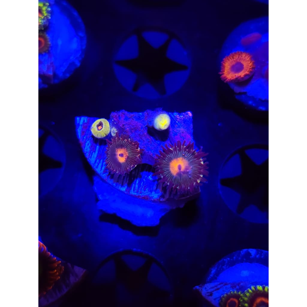 Gorilla Nipples Zoanthid Frag WYSIWYG!