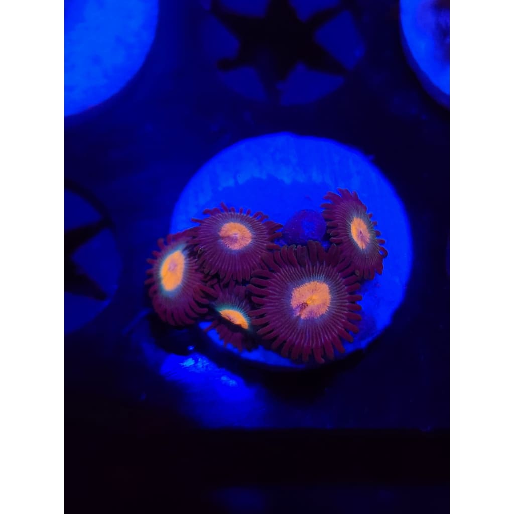 Gorilla Nipples Zoanthid Frag WYSIWYG!