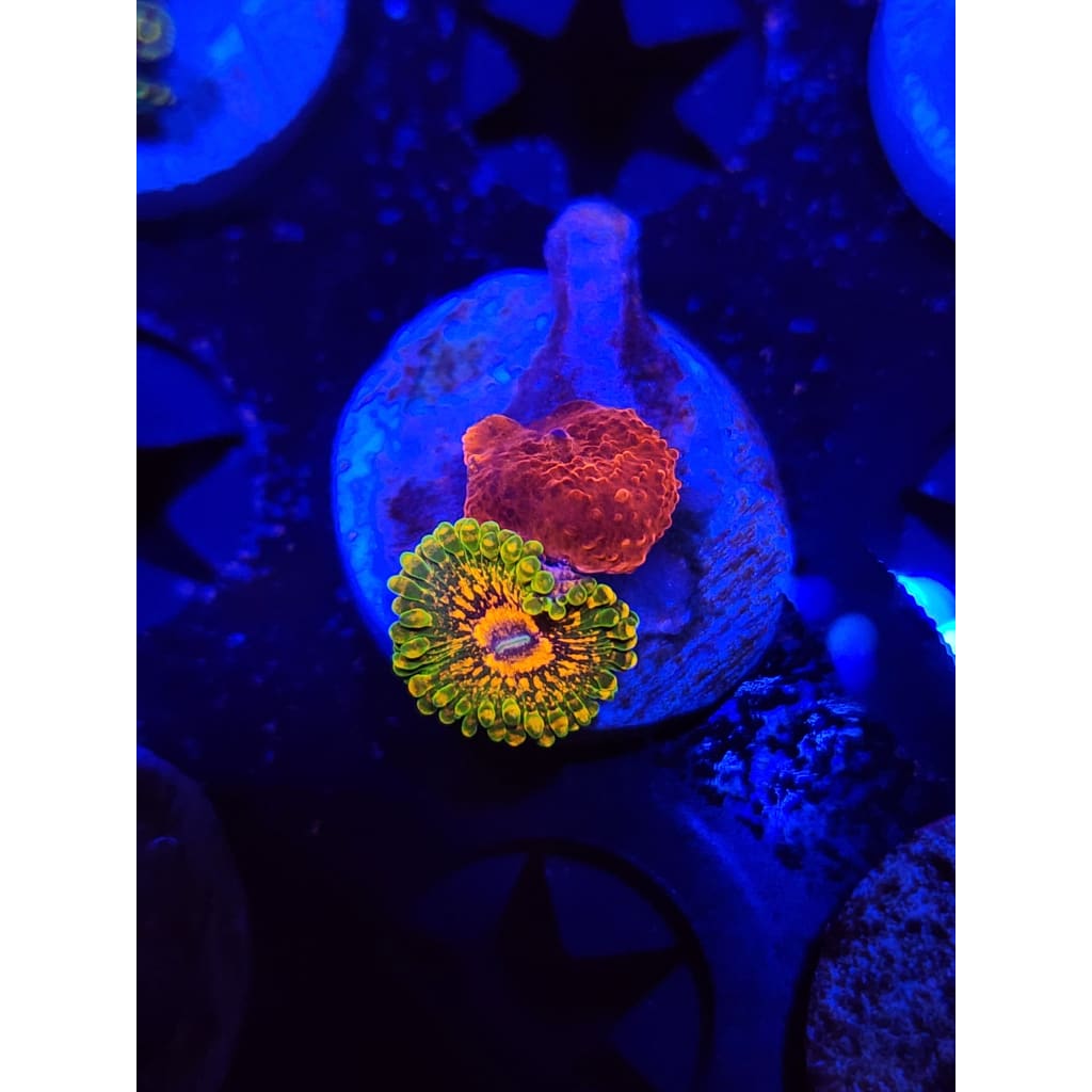 Grand Master Krak Combo Zoanthid Frag WYSIWYG!