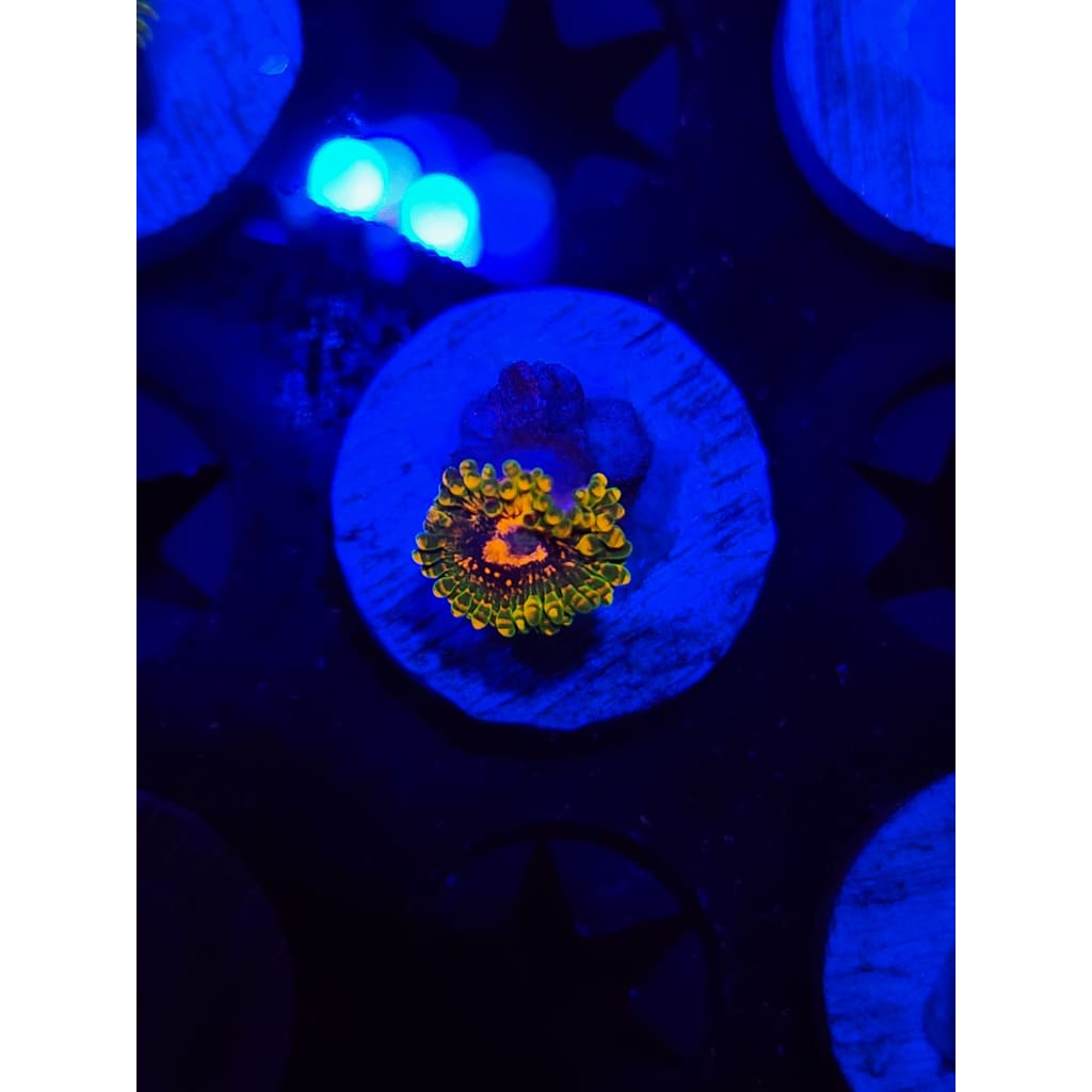 Grand Master Krak Zoanthid Frag WYSIWYG!