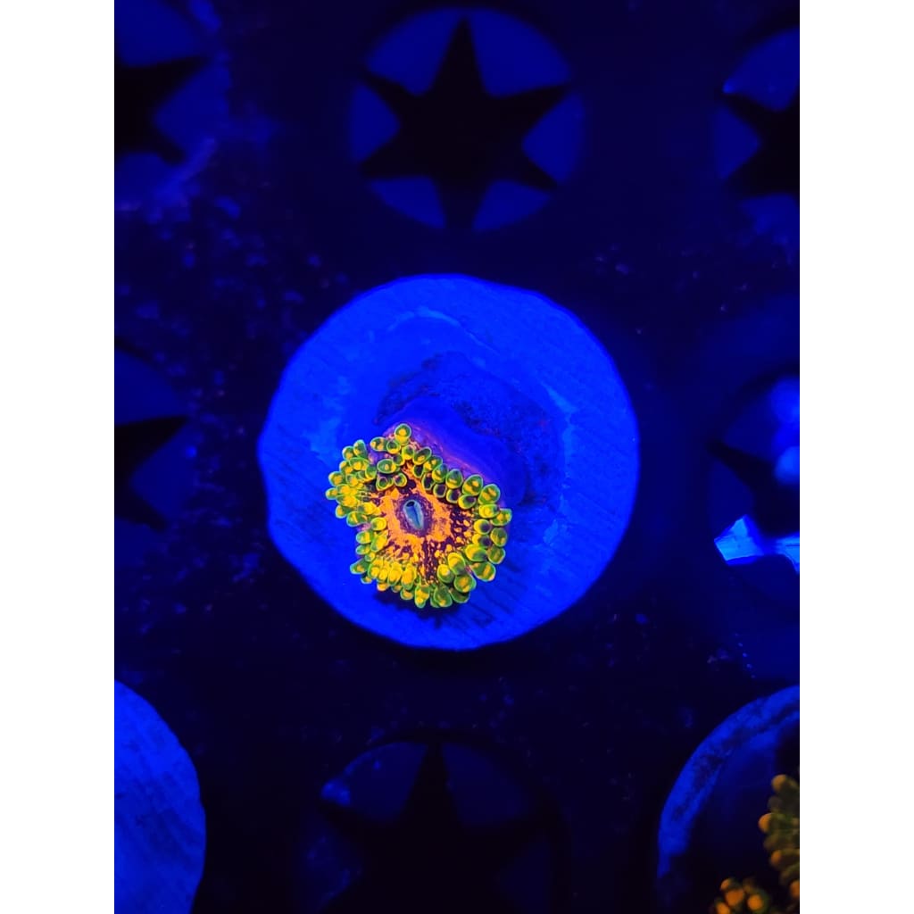 Grand Master Krak Zoanthid Frag WYSIWYG!