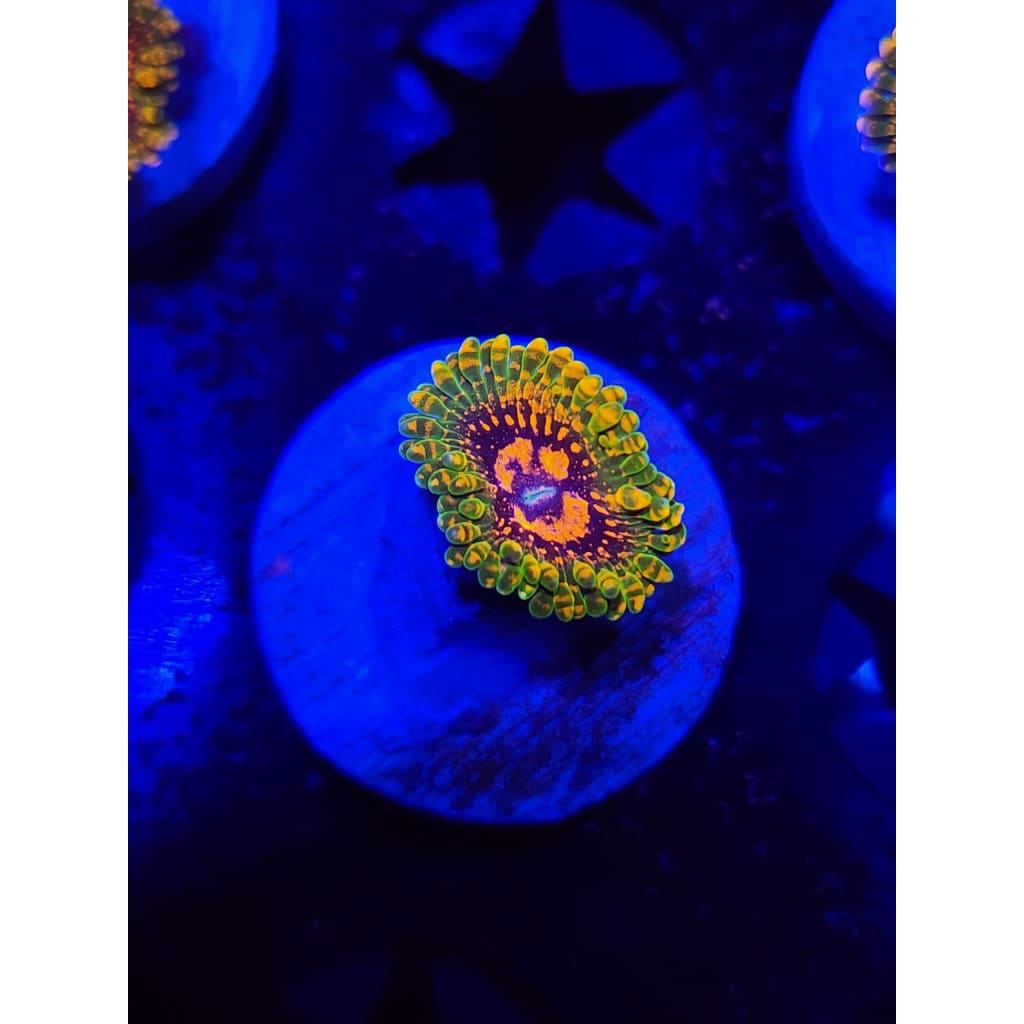 Grand Master Krak Zoanthid Frag WYSIWYG!