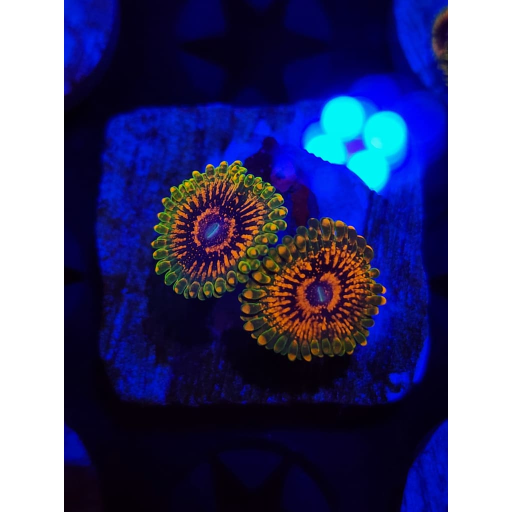 Grand Master Krak Zoanthid Frag WYSIWYG!