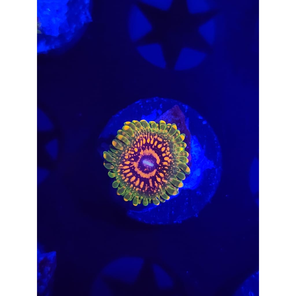 Grand Master Krak Zoanthid Frag WYSIWYG!
