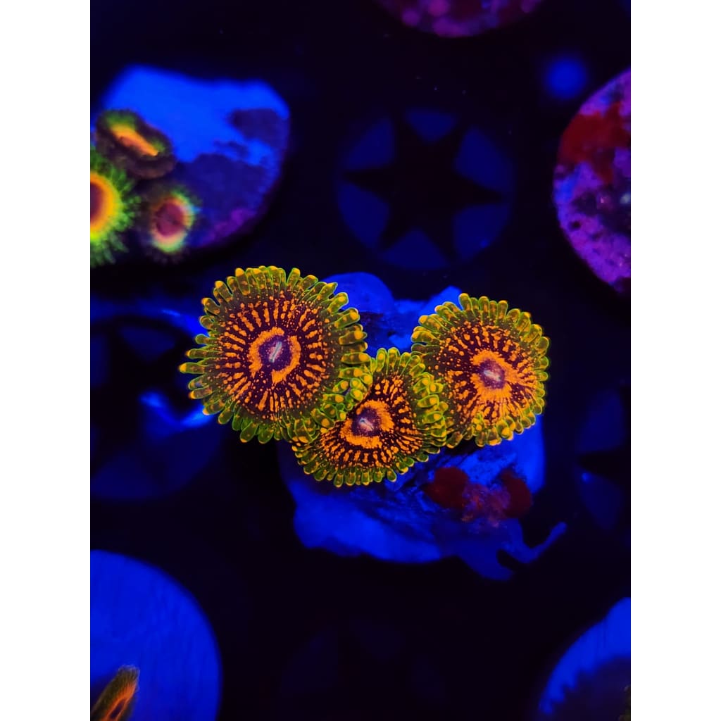 Grand Master Krak Zoanthid Frag WYSIWYG!
