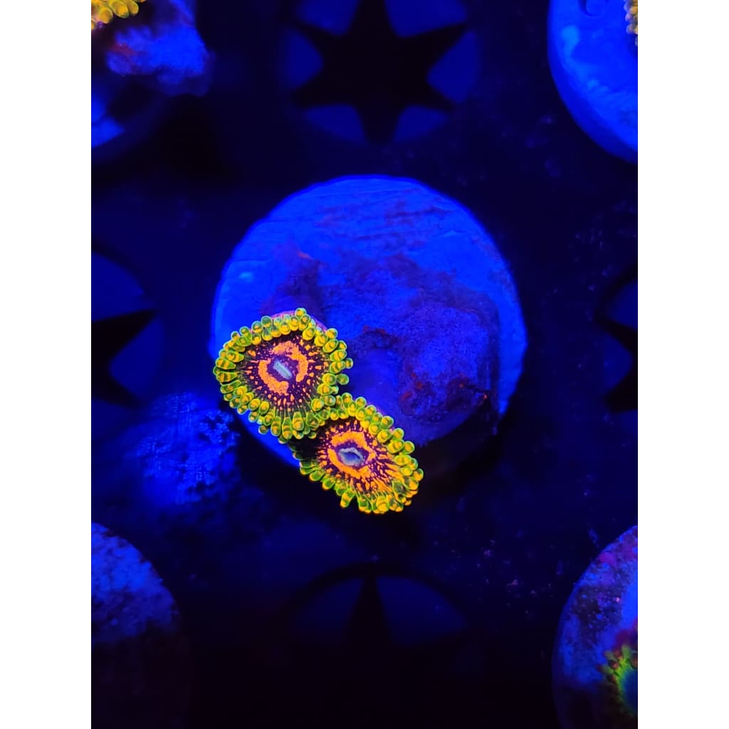 Grand Master Krak Zoanthid Frag WYSIWYG!