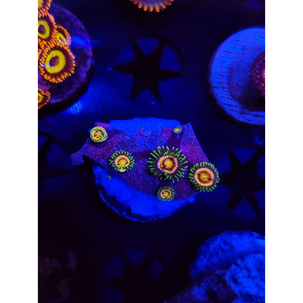 Grass Fairy Zoanthid Frag WYSIWYG!
