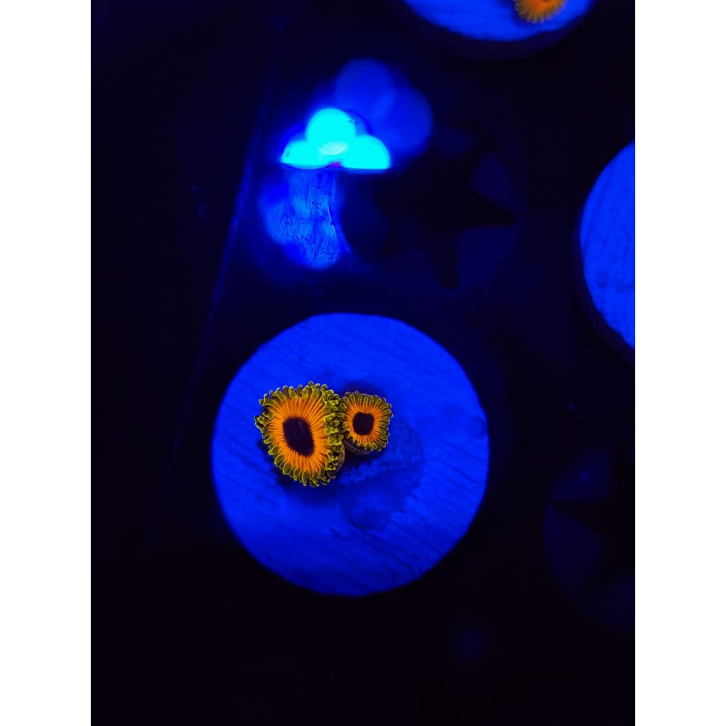 Great Owl Zoanthid Frag WYSIWYG!