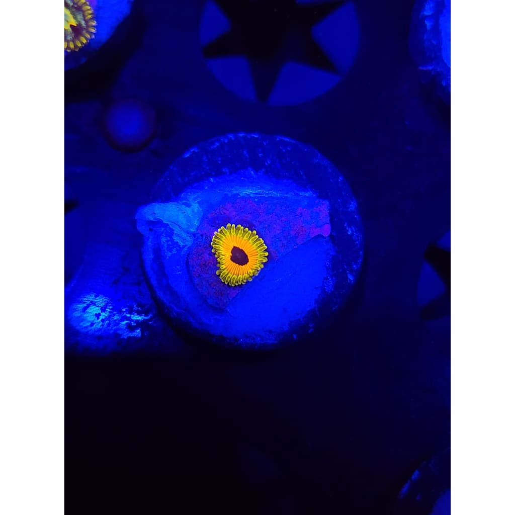 Great Owl Zoanthid Frag WYSIWYG!