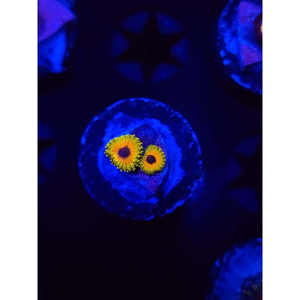 Great Owl Zoanthid Frag WYSIWYG!