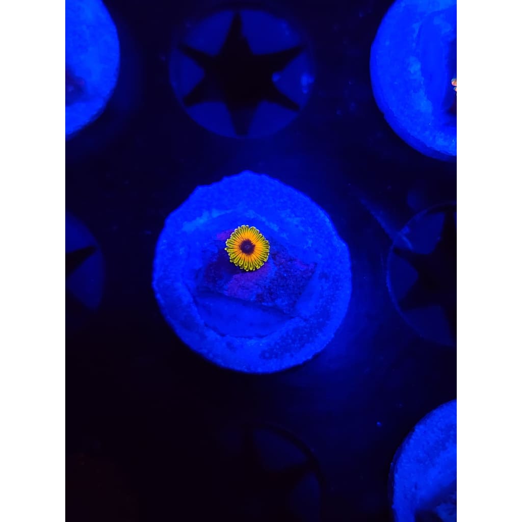 Great Owl Zoanthid Frag WYSIWYG!