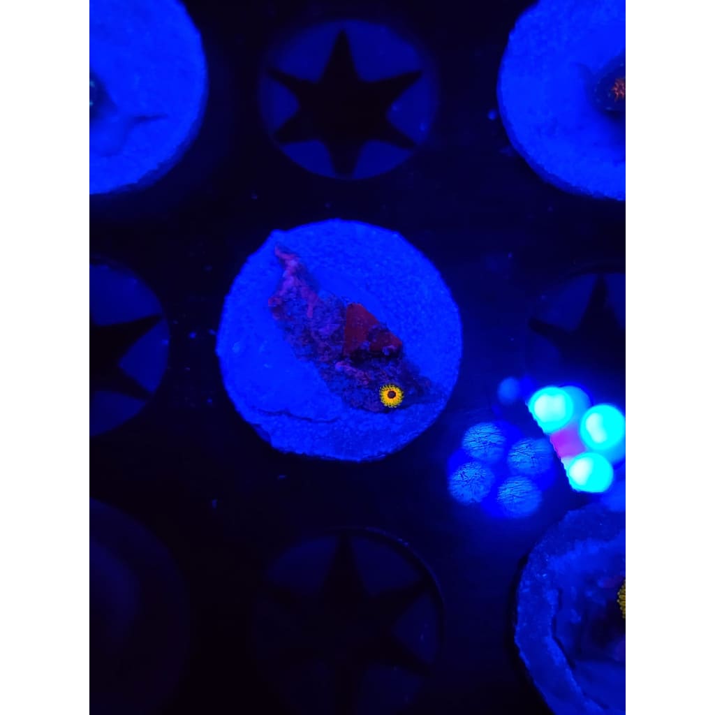 Great Owl Zoanthid Frag WYSIWYG!