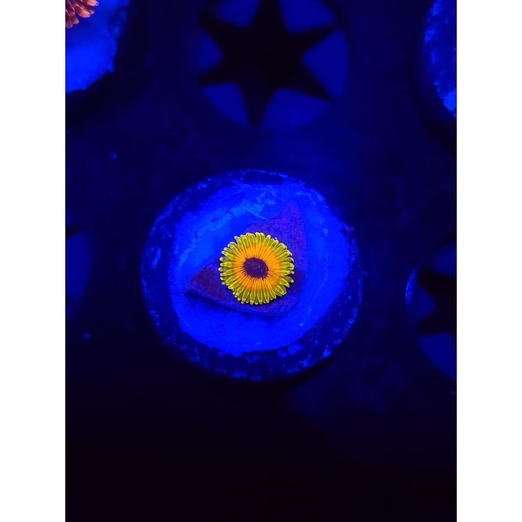 Great Owl Zoanthid Frag WYSIWYG!