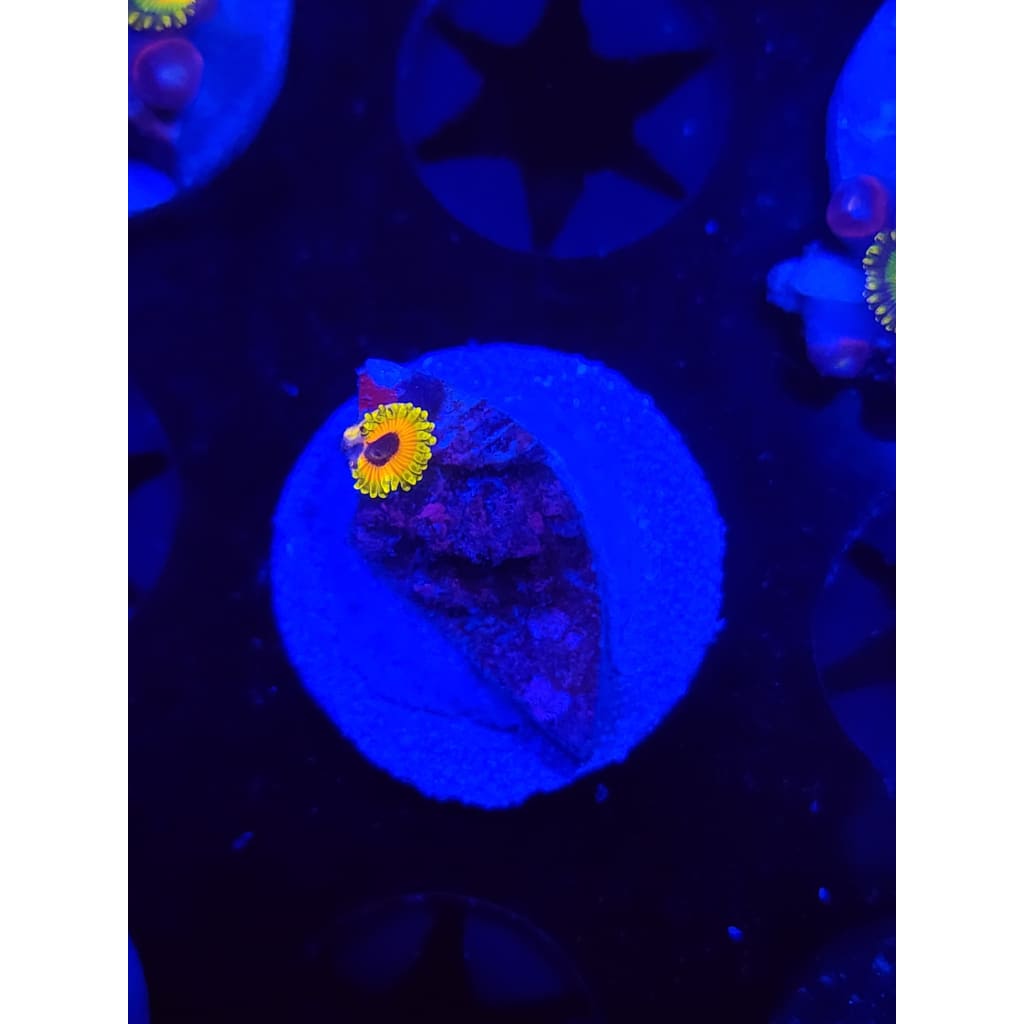 Great Owl Zoanthid Frag WYSIWYG!