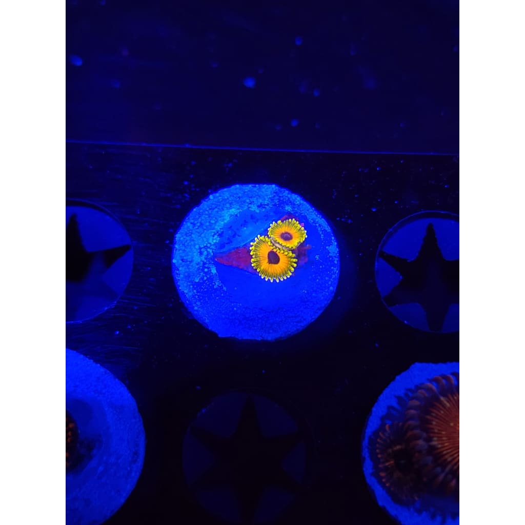 Great Owl Zoanthid Frag WYSIWYG!