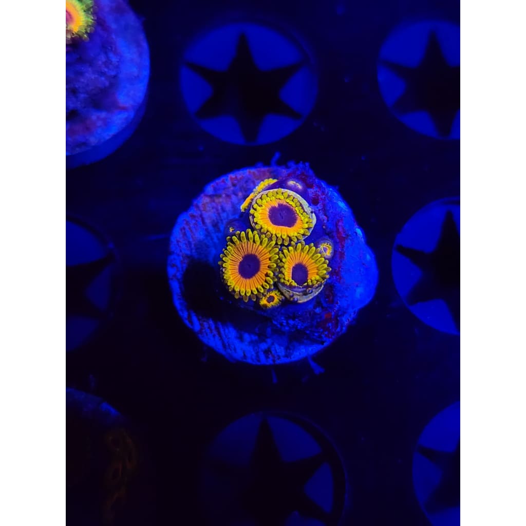 Great Owl Zoanthid Frag WYSIWYG!