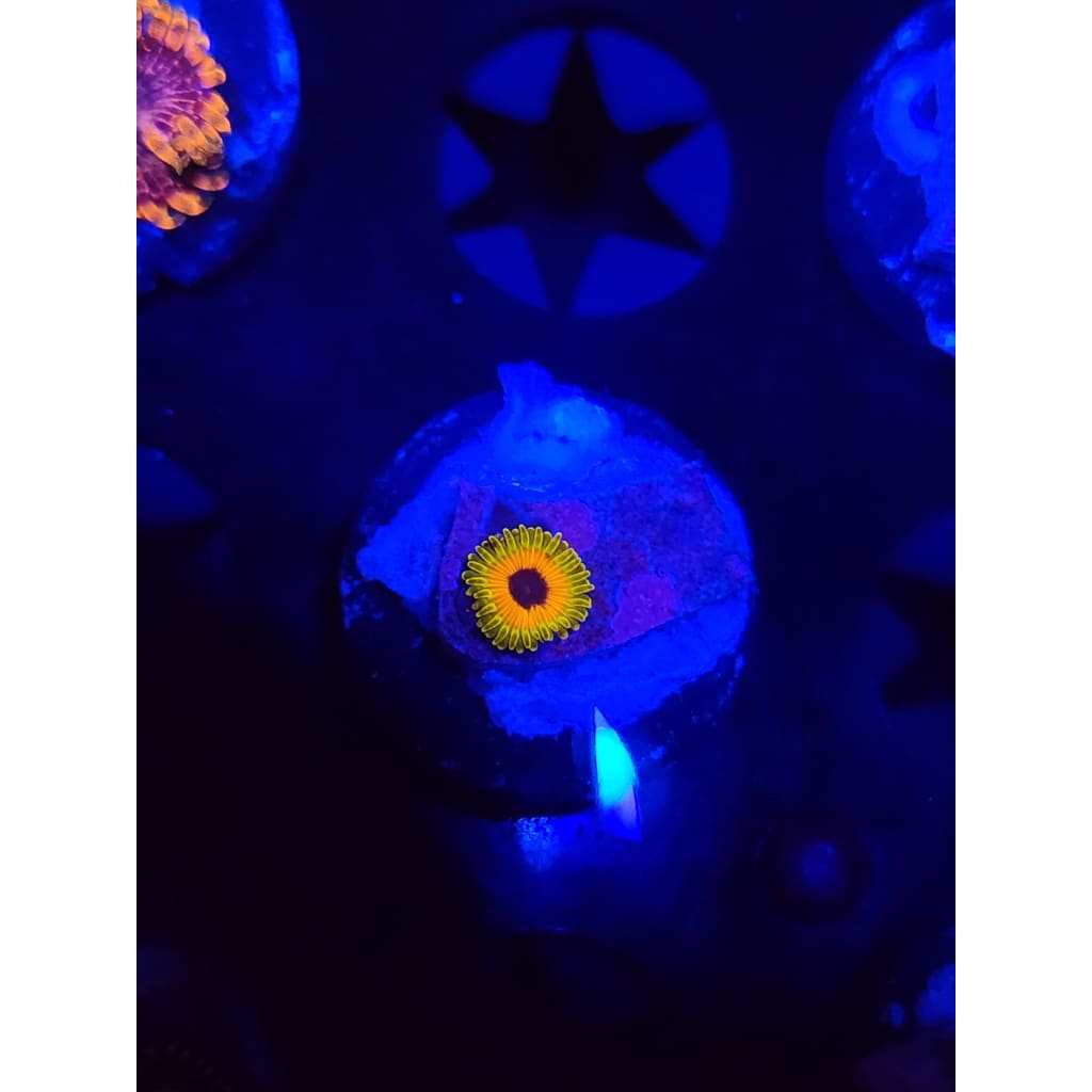 Great Owl Zoanthid Frag WYSIWYG!