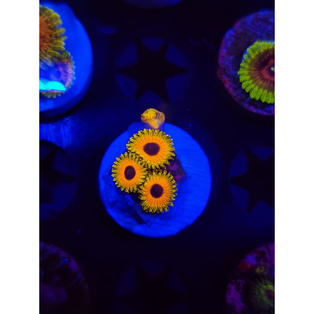 Great Owl Zoanthid Frag WYSIWYG!