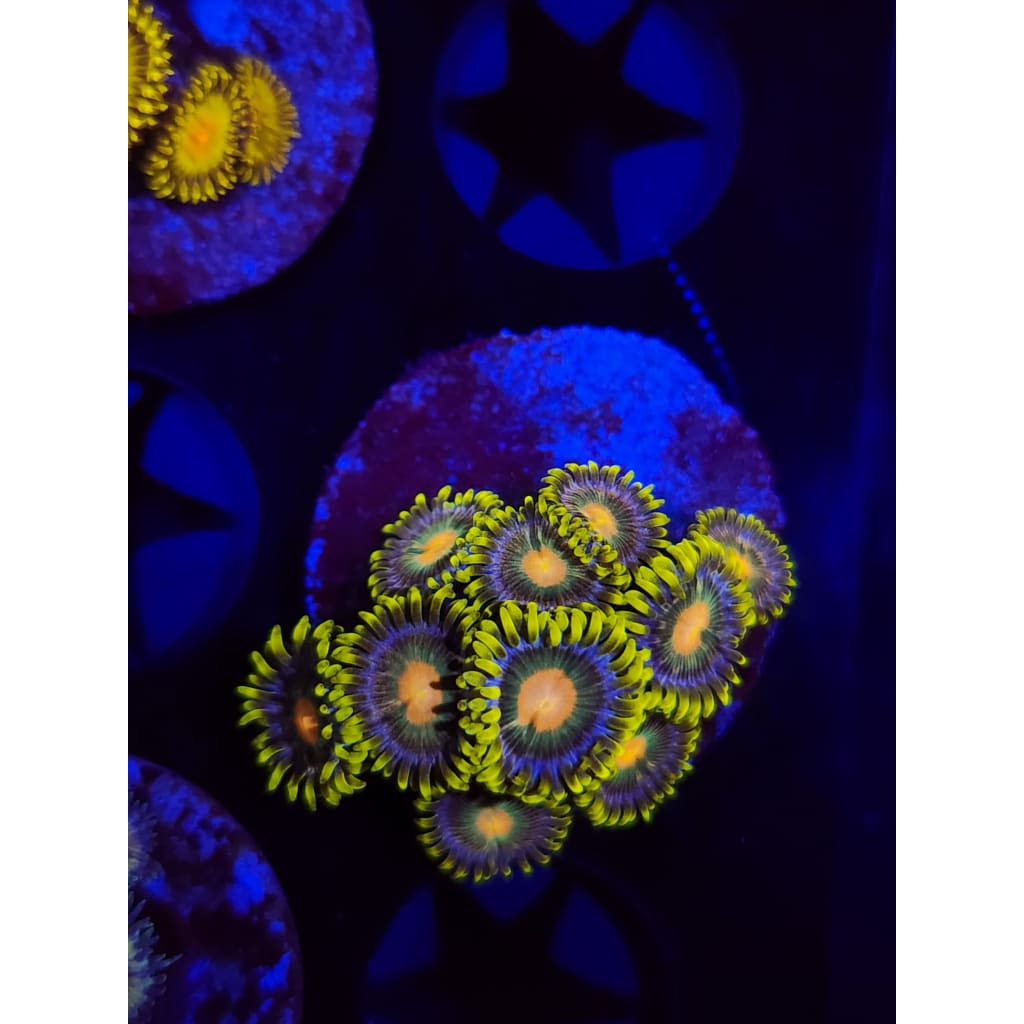 Green Bay Packers Zoanthid Frag WYSIWYG!