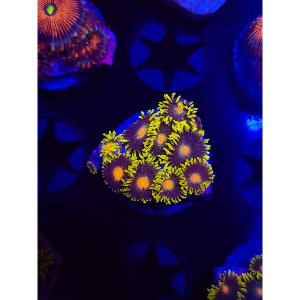 Green Bay Packers Zoanthid Frag WYSIWYG!