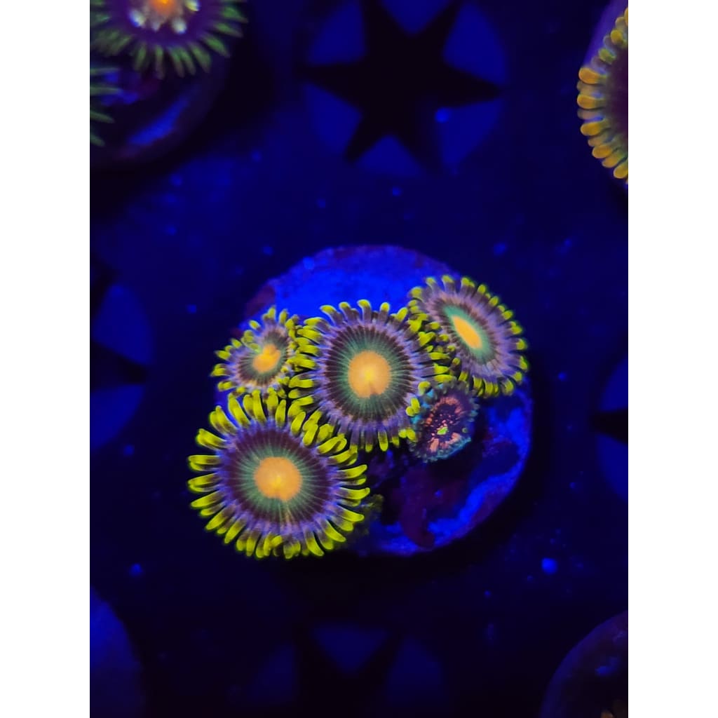 Green Bay Packers Zoanthid Frag WYSIWYG!