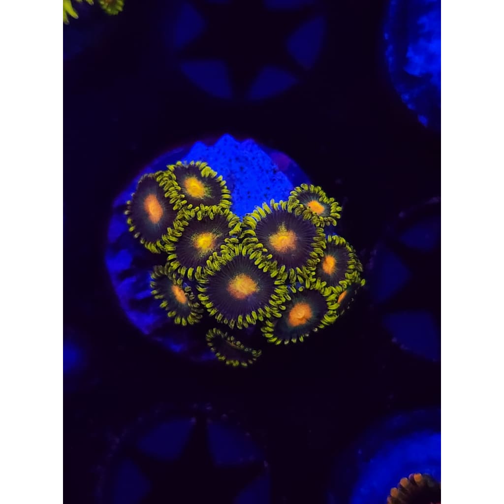 Green Bay Packers Zoanthid Frag WYSIWYG!