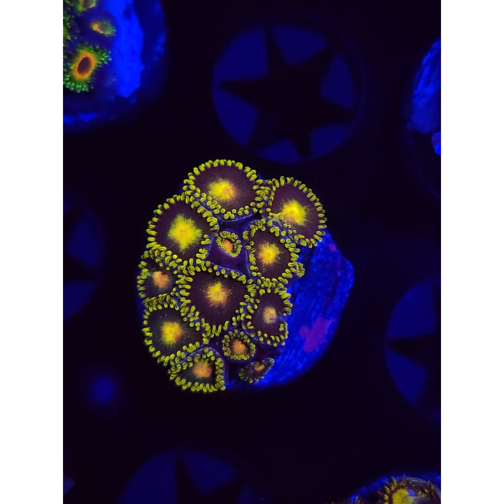 Green Bay Packers Zoanthid Frag WYSIWYG!
