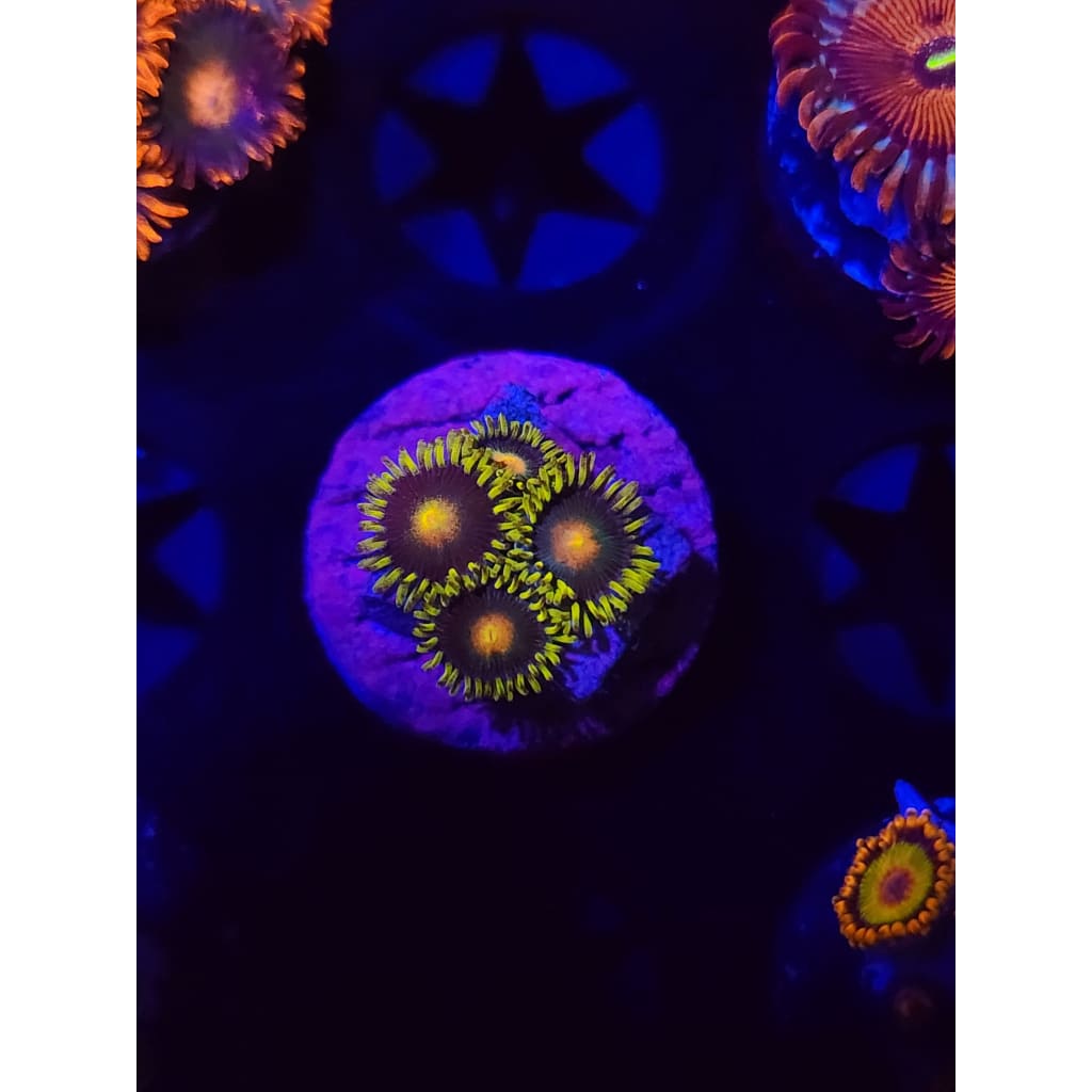 Green Bay Packers Zoanthid Frag WYSIWYG!