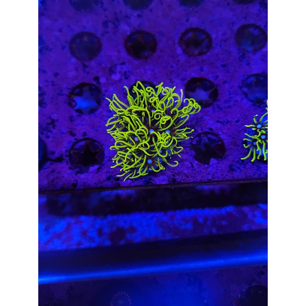 Green Star Polyp Frag WYSIWYG!