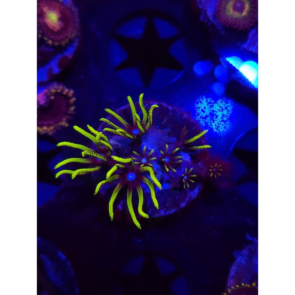 Green Star Polyp Frag WYSIWYG!